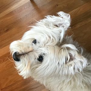 Meet your Posher, Paige